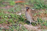 Scaly-breasted Munia